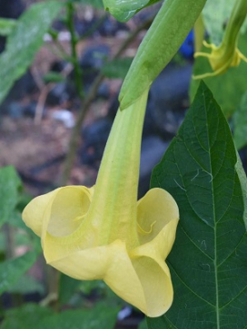 BRUGMANSIA Angel's Lemon Zest